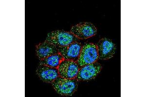 Confocal immunofluorescent analysis of TSPYL6 Antibody (Center) with Hela cell followed by Alexa Fluor 488-conjugated goat anti-rabbit lgG (green). (TSPY-Like 6 antibody  (Middle Region))