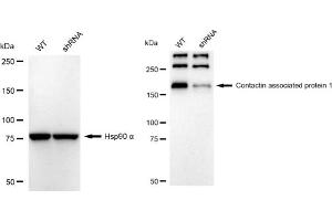 Western blotting analysis using Contactin associated protein 1 antibody (ABIN7798148). (Recombinant CNTNAP1 antibody)
