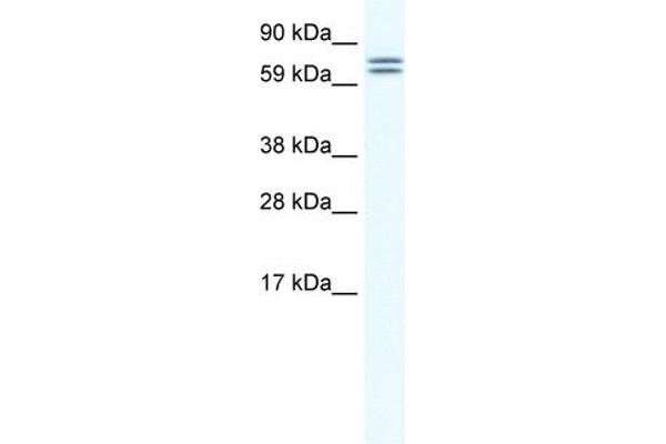 CES4A antibody  (Middle Region)