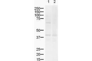 Image no. 1 for anti-ZIC2 (ZIC2) (AA 189-206) antibody (ABIN199961) (ZIC2 antibody  (AA 189-206))