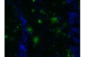 Indirect immunostaining of a PFA fixed brain section from a 5XFAD mouse (dilution 1 : 500; green). (Abeta 1-40 antibody  (AA 33-40))