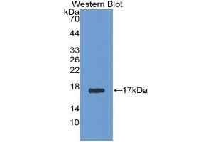Detection of Recombinant AGMAT, Human using Polyclonal Antibody to Agmatine Ureohydrolase (AGMAT) (AGMAT antibody  (AA 53-151))
