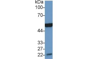 Western Blot; Sample: Mouse Heart lysate; Primary Ab: 2µg/ml Rabbit Anti-Mouse MSE Antibody Second Ab: 0. (MSE antibody  (AA 3-434))