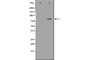 Western blot analysis of Huvec whole cell lysates, using FSHR Antibody. (FSHR antibody  (Internal Region))
