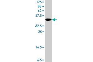 Western Blot detection against Immunogen (37 KDa) . (CIB2 antibody  (AA 1-99))