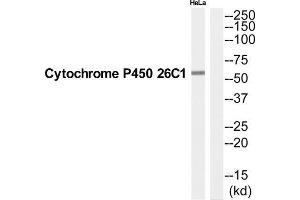 Western Blotting (WB) image for anti-Cytochrome P450, Family 26, Subfamily C, Polypeptide 1 (CYP26C1) (C-Term) antibody (ABIN1852632)