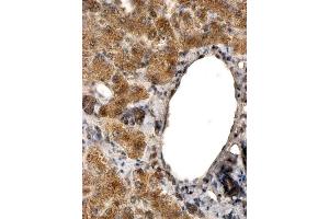 ABIN2613376 (2µg/ml) staining of paraffin embedded Human Liver.