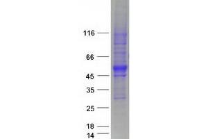 Validation with Western Blot (SPNS1/Spinster 1 Protein (Transcript Variant 1) (Myc-DYKDDDDK Tag))