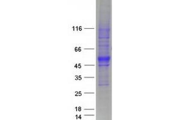 SPNS1/Spinster 1 Protein (Transcript Variant 1) (Myc-DYKDDDDK Tag)