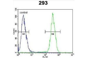 CLPX Antibody (C-term) flow cytometric analysis of 293 cells (right histogram) compared to a negative control cell (left histogram). (CLPX antibody  (C-Term))