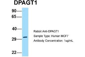 Host: Rabbit Target Name: DPAGT1 Sample Type: Human MCF7 Antibody Dilution: 1. (DPAGT1 antibody  (C-Term))