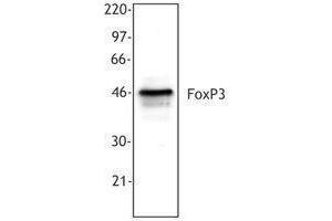 Western Blotting (WB) image for anti-Forkhead Box P3 (FOXP3) antibody (ABIN2664982) (FOXP3 antibody)