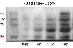 Human lung cell line