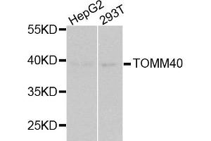 Western blot analysis of extracts of HepG2 and 293T cell lines, using TOMM40 antibody.