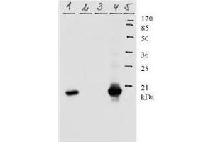 Western Blotting (WB) image for anti-Human Papilloma Virus 11 E7 (HPV-11 E7) (AA 1-35), (N-Term) antibody (ABIN781776) (Human Papilloma Virus 11 E7 (HPV-11 E7) (AA 1-35), (N-Term) antibody)