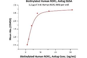 Immobilized A ROR1 MAb at 2 μg/mL (100 μL/well) can bind Biotinylated Human / Cynomolgus / Rhesus macaque ROR1, Avitag (ABIN5526630,ABIN5526631) with a linear range of 0. (ROR1 Protein (AA 30-403) (AVI tag,Biotin))