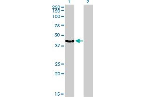 MVD antibody  (AA 301-398)