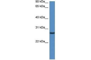Western Blot showing Clec1b antibody used at a concentration of 1. (C-Type Lectin Domain Family 1, Member B (CLEC1B) (N-Term) antibody)