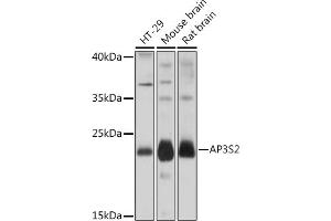 Western blot analysis of extracts of various cell lines, using S2 Rabbit pAb (ABIN7265451) at 1:1000 dilution. (AP3S2 antibody  (AA 1-193))
