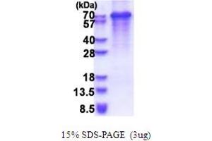 SDS-PAGE (SDS) image for Synaptotagmin III (SYT3) (AA 76-590) protein (His tag) (ABIN5853647)