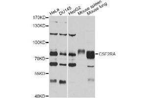 Western blot analysis of extracts of various cell lines, using CSF2RA antibody (ABIN5971066) at 1/1000 dilution. (CSF2RA antibody)