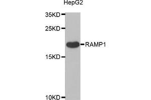 Western blot analysis of extracts of HepG2 cells, using RAMP1 antibody (ABIN5973847) at 1/1000 dilution.