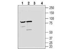 Western blot analysis of mouse brain lysate (lanes 1 and 3) and rat brain lysate (lanes 2 and 4): - 1-2. (NPTXR antibody  (C-Term, Extracellular))