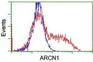 Flow Cytometry (FACS) image for anti-Archain 1 (ARCN1) antibody (ABIN1497572) (ARCN1 antibody)