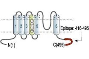 Representative domain view of the target of ABIN7885290.
