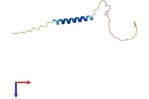 Mannosidase, beta A, Lysosomal-Like (MANBAL) (AA 1-85) protein (Fc Tag)