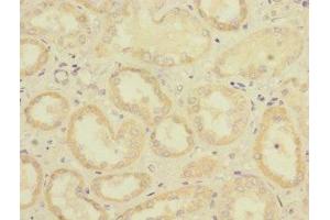 Immunohistochemistry of paraffin-embedded human kidney tissue using ABIN7158545 at dilution of 1:100 (FCGR2C antibody  (AA 43-223))