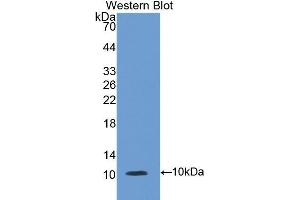 Western Blotting (WB) image for anti-Chemokine (C-C Motif) Ligand 2 (CCL2) (AA 24-99) antibody (ABIN1078327)
