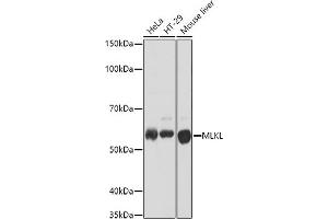 Western blot analysis of extracts of various cell lines, using MLKL antibody (ABIN7268669) at 1:1000 dilution. (MLKL antibody)