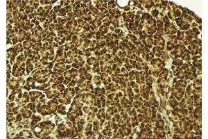 ABIN6279483 at 1/100 staining Mouse pancreas tissue by IHC-P. (HNRPDL antibody  (C-Term))