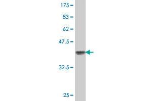 Western Blot detection against Immunogen (37. (PNN antibody  (AA 201-300))