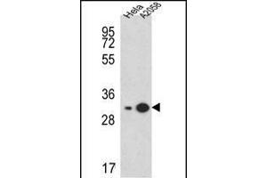 RPS3A Antibody (C-term) (ABIN651720 and ABIN2840374) western blot analysis in Hela, cell line lysates (15 μg/lane). (RPS3A antibody  (C-Term))