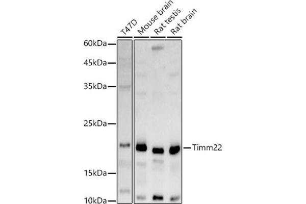 TIMM22 antibody