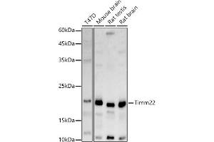 Western blot analysis of extracts of various cell lines, using Timm22 antibody (ABIN7270926) at 1:1000 dilution.