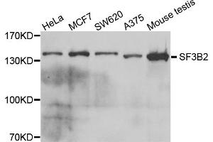 Western blot analysis of extracts of various cell lines, using SF3B2 antibody. (SF3B2 antibody)