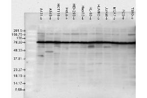 Western blot analysis of Human Cell line lysates showing detection of HSP90 protein using Rabbit Anti-HSP90 Polyclonal Antibody . (HSP90 antibody  (Biotin))