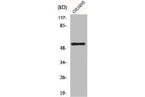 Western Blot analysis of COLO205 cells using KCNG2 Polyclonal Antibody
