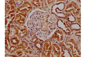 IHC image of ABIN7139867 diluted at 1:100 and staining in paraffin-embedded human kidney tissue performed on a Leica BondTM system. (GNG2 antibody  (AA 44-62))