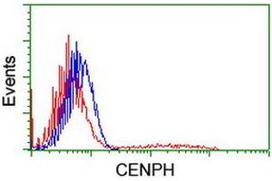HEK293T cells transfected with either RC204531 overexpress plasmid (Red) or empty vector control plasmid (Blue) were immunostained by anti-CENPH antibody (ABIN2455251), and then analyzed by flow cytometry. (CENPH antibody)