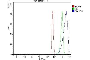 anti-NADH Dehydrogenase (Ubiquinone) Flavoprotein 2, 24kDa (NDUFV2) (AA 1-249) antibody