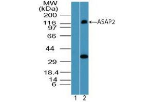 Image no. 1 for anti-ArfGAP with SH3 Domain, Ankyrin Repeat and PH Domain 2 (ASAP2) (AA 700-750) antibody (ABIN960087) (ASAP2 antibody  (AA 700-750))