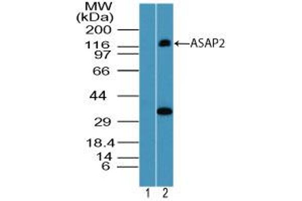 ASAP2 Antikörper  (AA 700-750)