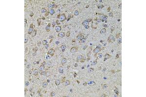 Immunohistochemistry of paraffin-embedded mouse brain using CPOX antibody. (CPOX antibody  (AA 111-454))