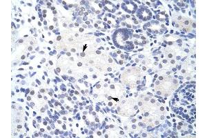 ZBTB38 antibody was used for immunohistochemistry at a concentration of 4-8 ug/ml to stain Epithelial cells of renal tubule (arrows) in Human Kidney. (ZBTB38 antibody  (N-Term))