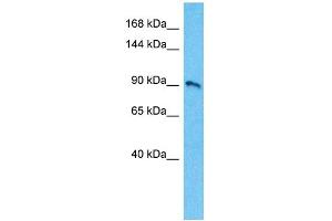 Host:  Rabbit  Target Name:  KCNB1  Sample Type:  721_B Whole Cell lysates  Antibody Dilution:  1. (Kv2.1/KCNB1 antibody  (C-Term))