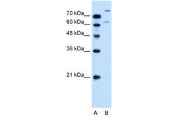 SLC26A1 antibody  (AA 558-607)